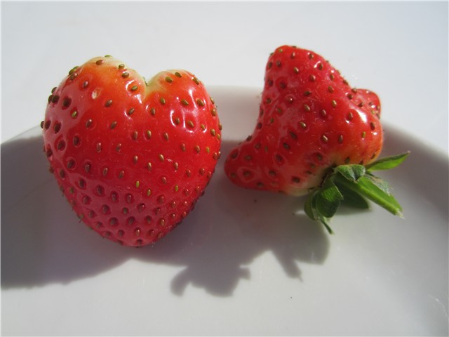 Jagode čudne